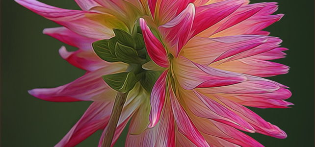 Featured Programs: Photographing Flowers and Shaping Light